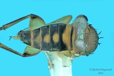 Scuttle Fly sp7 m24 2