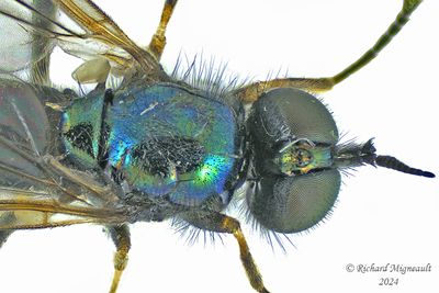 Soldier Fly - Actina viridis m24 2