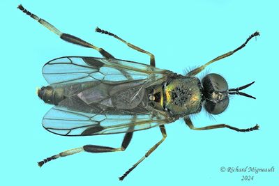 Soldier Fly - Actina viridis m24 1