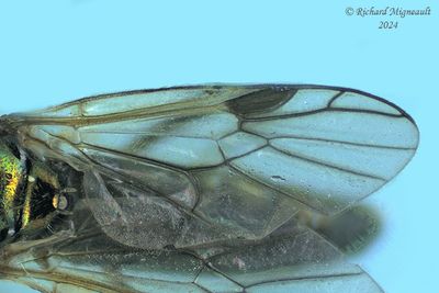 Soldier Fly - Actina viridis m24 2