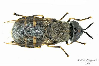Soldier Fly - Odontomyia interrupta m24 1
