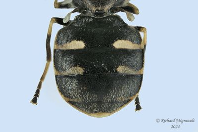 Soldier Fly - Odontomyia interrupta m24 2