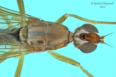 Stilt-legged Flies - Compsobata univitta m24 2