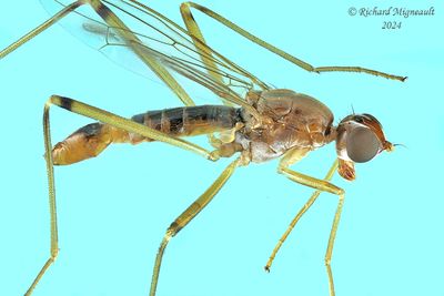 Stilt-legged Flies - Compsobata univitta m24 3