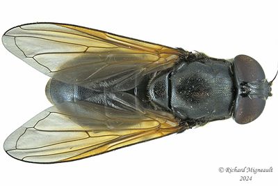 Syrphid Fly - Cheilosia albitarsis m24 1