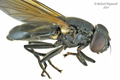 Syrphid Fly - Cheilosia albitarsis m24 2