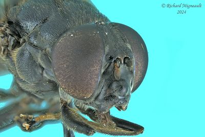 Syrphid Fly - Cheilosia albitarsis m24 3