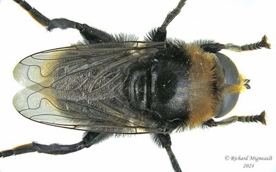 Syrphid Fly - Merodon equestris, male m24 1