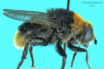 Syrphid Fly - Merodon equestris, male m24 2