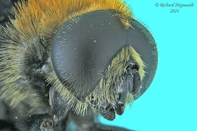 Syrphid Fly - Merodon equestris, male m24 3