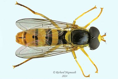 Syrphid Fly - Sphaerophoria sp7 m24 1