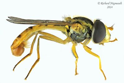Syrphid Fly - Sphaerophoria sp7 m24 2