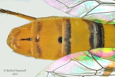 Syrphid Fly - Sphaerophoria sp7 m24 3