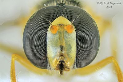 Syrphid Fly - Sphaerophoria sp7 m24 4