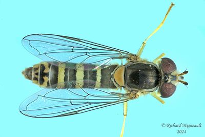 Syrphid Fly - Sphaerophoria sp8 m24 1