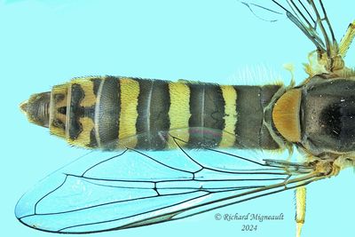 Syrphid Fly - Sphaerophoria sp8 m24 2