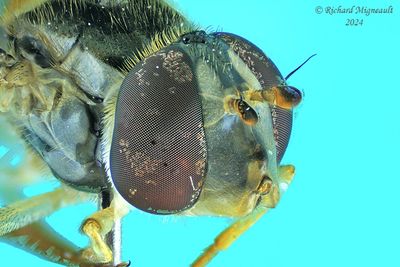Syrphid Fly - Sphaerophoria sp8 m24 3
