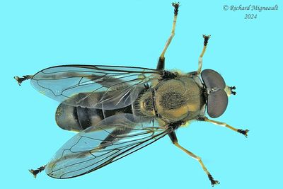 Syrphid fly - Xylota quadrimaculata m24 1