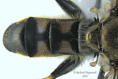 Syrphid fly - Xylota quadrimaculata m24 2