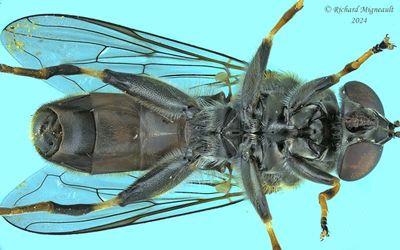 Syrphid fly - Xylota quadrimaculata m24 3