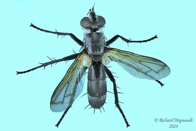 Tachinidae - Cylindromyia - subgenus Cylindromyia m24 1