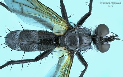 Tachinidae - Cylindromyia - subgenus Cylindromyia m24 2