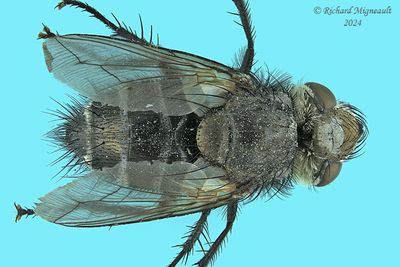 Tachinidae - Gonia sp3 m24 2