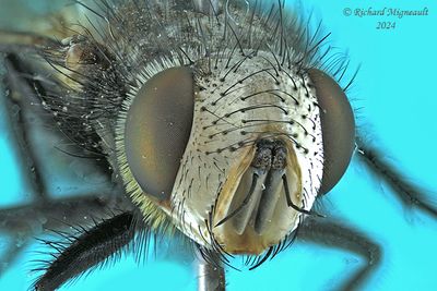 Tachinidae - Gonia sp3 m24 3