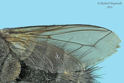 Tachinidae - Gonia sp3 m24 4