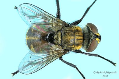 Tachinidae - Gymnoclytia occidua m24 1