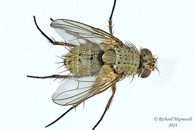 Tachinidae - Siphona sp m24 1