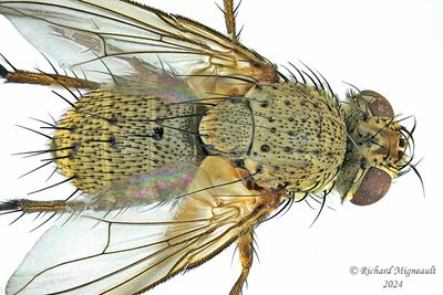 Tachinidae - Siphona sp m24 2