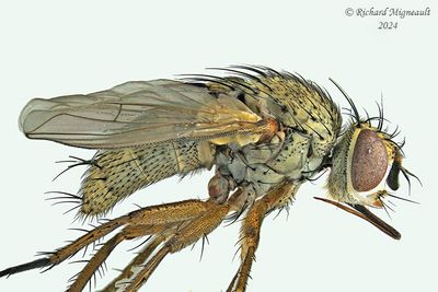 Tachinidae - Siphona sp m24 3