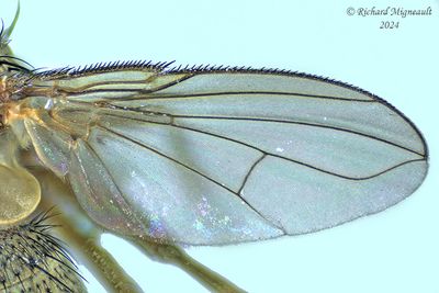 Tachinidae - Siphona sp m24 4