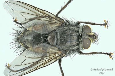Tachinidae sp5 m24 1