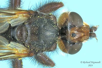 Thick-headed Fly - Myopa sp m24 2