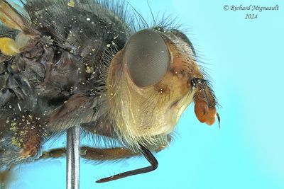 Thick-headed Fly - Myopa sp m24 3