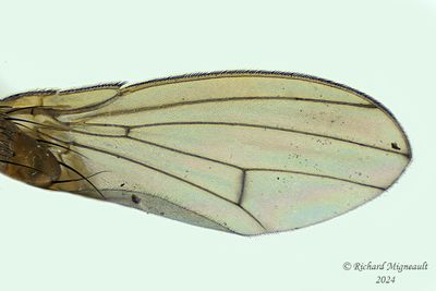 Vinegar fly Drosophilinae sp m24 2