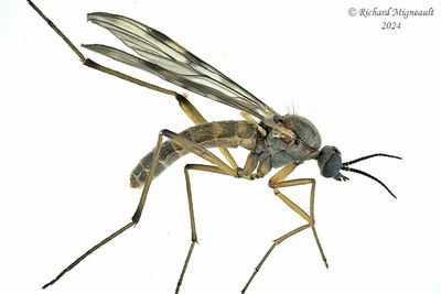 Wood Gnat - Sylvicola fenestralis m24 1
