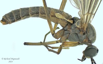 Wood Gnat - Sylvicola fenestralis m24 2