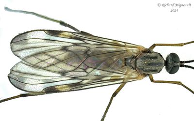 Wood Gnat - Sylvicola fenestralis m24 3