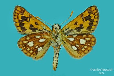 3982 - Arctic Skipper - Echiquier m24