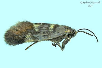 0232 - Antispila cornifoliella m24