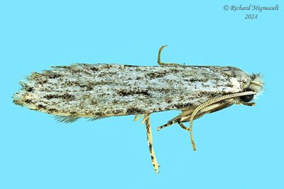 0269 - Nemapogon multistriatella m24
