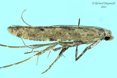 0587 - Caloptilia alnivorella - Alder Leafminer m24