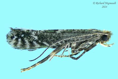 0686.97 - Unidentified Parornix Moths - Parornix m24
