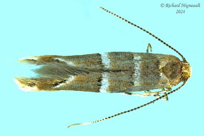 0817 - Cameraria corylisella m24