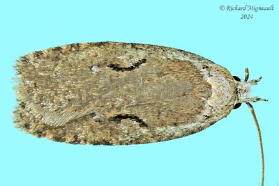 0859 - Curved-line Agonopterix Moth - Agonopterix curvilineella m24