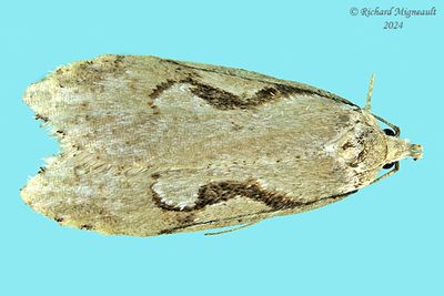 0912 - Semioscopis packardella - Semioscopis Moth m24