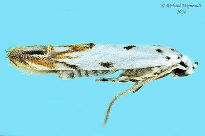 1443 - Red-streaked Mompha - Mompha eloisella m24